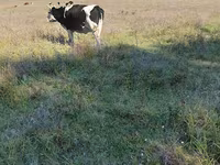 암소, Russian Black pied cattle — 사진 1
