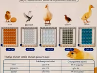 Tam avtomatik inkubator / su və yem qabı daxil./Göy-1əd.yaşıl 1əd — عکس 3