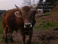 Bull, Cattle — photo 2
