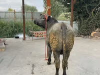 Ցուլ, Բելգիական կապույտ — լուսանկար 3