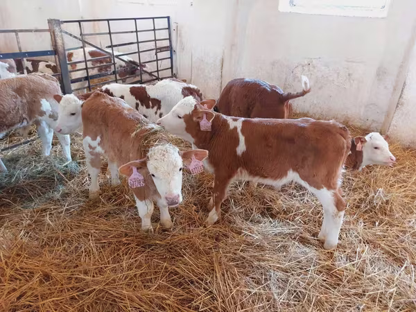 گاو نر, Simmental cattle