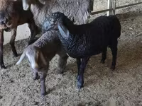 میش, گوسفند — عکس 1