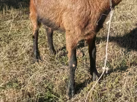 Buk, Alpine goat — foto 5
