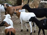 میش, Cameroon sheep — عکس 1