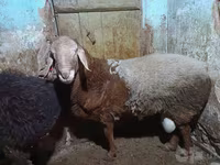 Bagge, Arashan sheep — foto 1