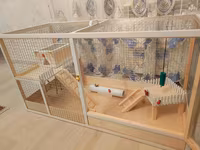Dovşan,hamster,şinşila,bildirçin,cücə,xamyak,pişik,quş ve s kimi ev — عکس 4