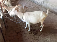 แพะตัวเมีย, Saanen goat — รูปภาพ 8