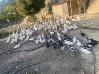 Geese — Foto 1
