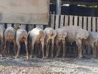 암양, Arashan sheep — 사진 4