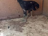 Chickens — عکس 1