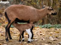 میش, Cameroon sheep — عکس 5