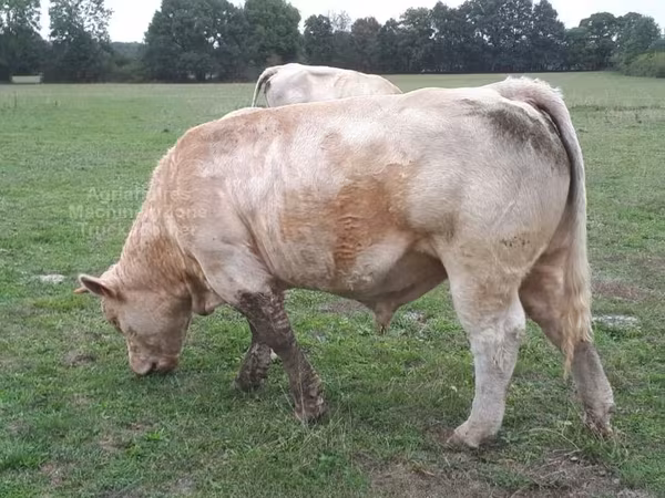 Tyre, Charolais cattle