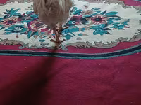 Chickens — عکس 2