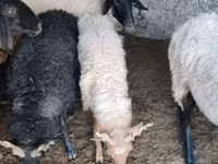 Vædder, Tsigai sheep — foto 1
