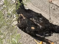 Indisches Kampfhuhn — Foto 8