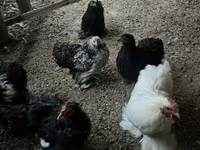 Chickens — foto 3
