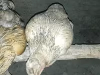 Chickens — foto 5