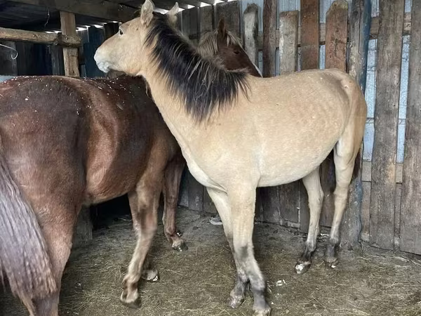 Pastuv, Horse breed