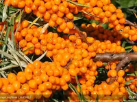 Ягода облепиха — photo 7