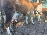گاو ماده, Simmental cattle — عکس 2