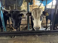 Toro, Simmental cattle — foto 3