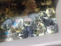 Ducks — عکس 2