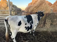 Krava, Latvian Blue cattle — foto 5