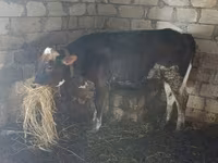 گاو ماده, Russian Black pied cattle — عکس 3
