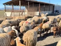 Wad, Sheep — sawirka 2