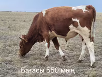 Bò đực, Aberdeen – Angus — ảnh 3