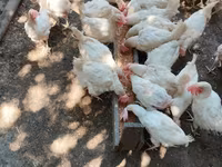 Chickens — عکس 2