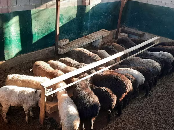قوچ, گوسفند