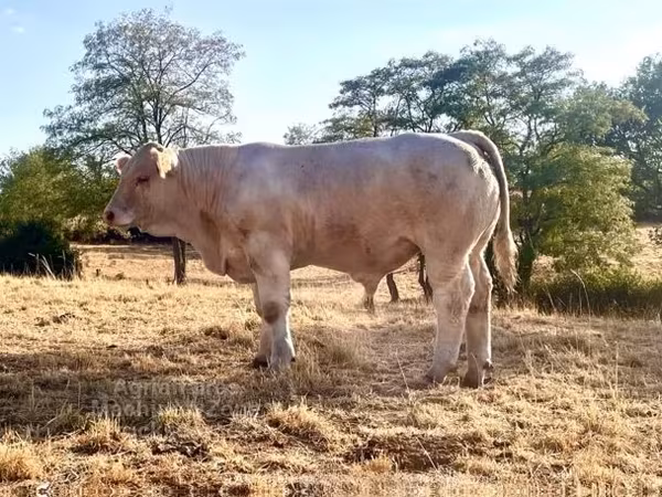 Bull, Charolais cattle — United Kingdom