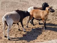 Kondoo jike, Cameroon sheep — picha 3