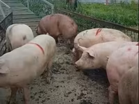Sow, Pigs — photo 3