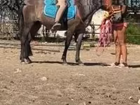 Mare, Hucul pony — photo 5