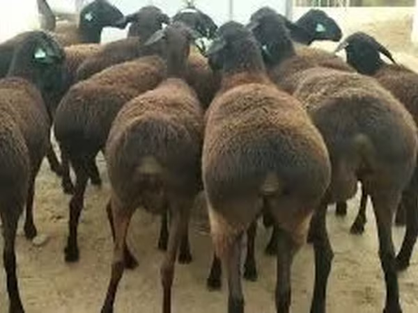 ভেড়ার পাঁঠা, ভেড়া