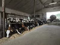 Bou, Russian Black pied cattle — foto 2