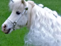 Stute, Miniature horse — Foto 8