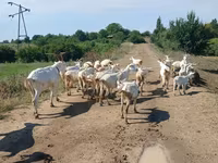 Brebis, Moutons — photo 2