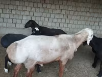 قوچ, Edilbay sheep — عکس 1