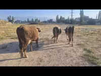 Mucca, Russian Black pied cattle — foto 3