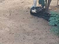 Domestic Muscovy — foto 1
