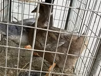 Ducks — รูปภาพ 4
