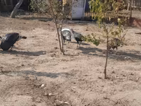 Turkeys — foto 6