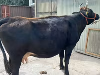 Vacă, Rasa Holstein — foto 1