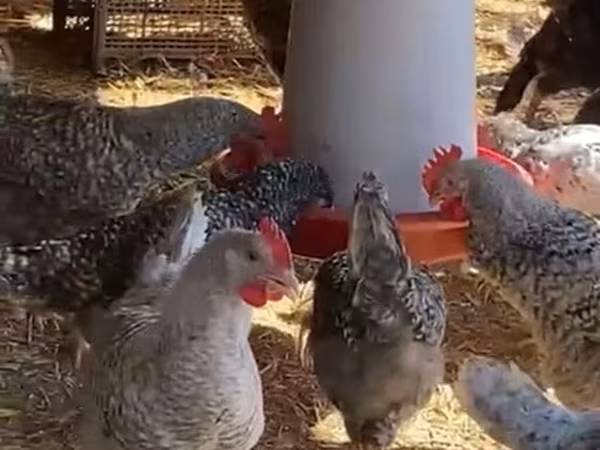 Chickens