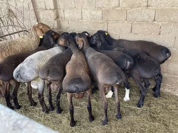 میش, گوسفند