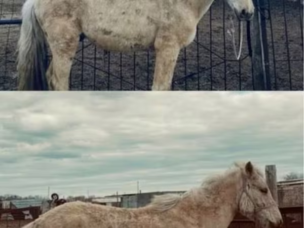 Азаргагүй морь, Horse breed