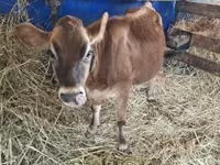 ላም, Jersey breed — ፎቶ 5